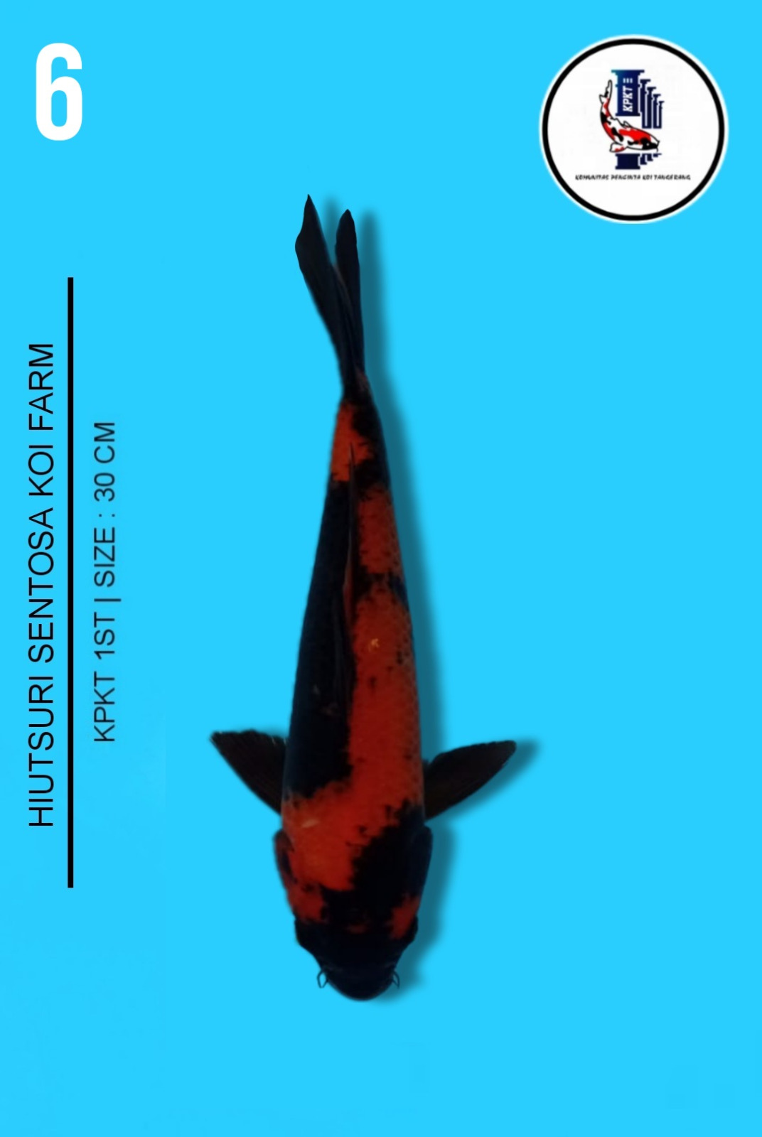 Lelang Koi Online, Jual Beli Ikan Koi, Pusat Jual Beli Koi, Info Lelang Koi Hari Ini, Platform Jual Beli Koi, Jual Beli Ikan Koi Online, Marketplace Ikan Koi, Jual Koi Terbaik, Tempat Beli Koi Berkualitas, Pasar Ikan Koi Online Terpercaya, Penjual Ikan Koi Terpercaya, Beli Koi Hias Online, Ikan Koi untuk Dijual, Koi Kualitas Terbaik, Toko Online Ikan Koi, Koi Hias Untuk Dijual, Jual Beli Ikan Koi Lokal, Koi Indonesia Online, Pusat Jual Beli Koi Terbesar