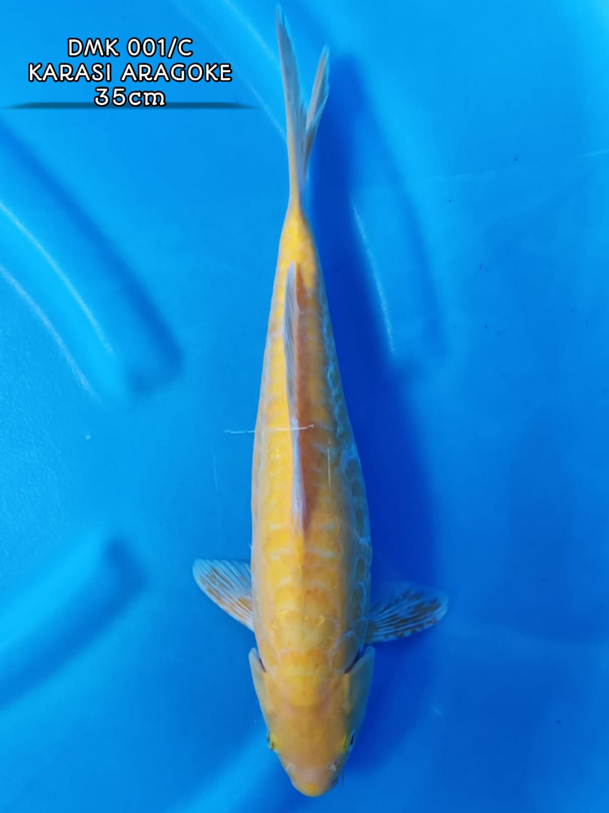 KARASI ARAGOKE 35cm