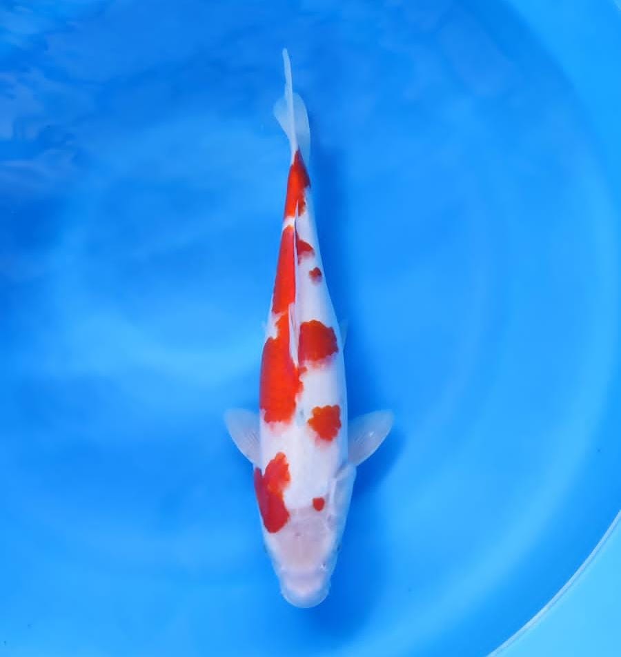 Lelang Koi Online, Jual Beli Ikan Koi, Pusat Jual Beli Koi, Info Lelang Koi Hari Ini, Platform Jual Beli Koi, Jual Beli Ikan Koi Online, Marketplace Ikan Koi, Jual Koi Terbaik, Tempat Beli Koi Berkualitas, Pasar Ikan Koi Online Terpercaya, Penjual Ikan Koi Terpercaya, Beli Koi Hias Online, Ikan Koi untuk Dijual, Koi Kualitas Terbaik, Toko Online Ikan Koi, Koi Hias Untuk Dijual, Jual Beli Ikan Koi Lokal, Koi Indonesia Online, Pusat Jual Beli Koi Terbesar