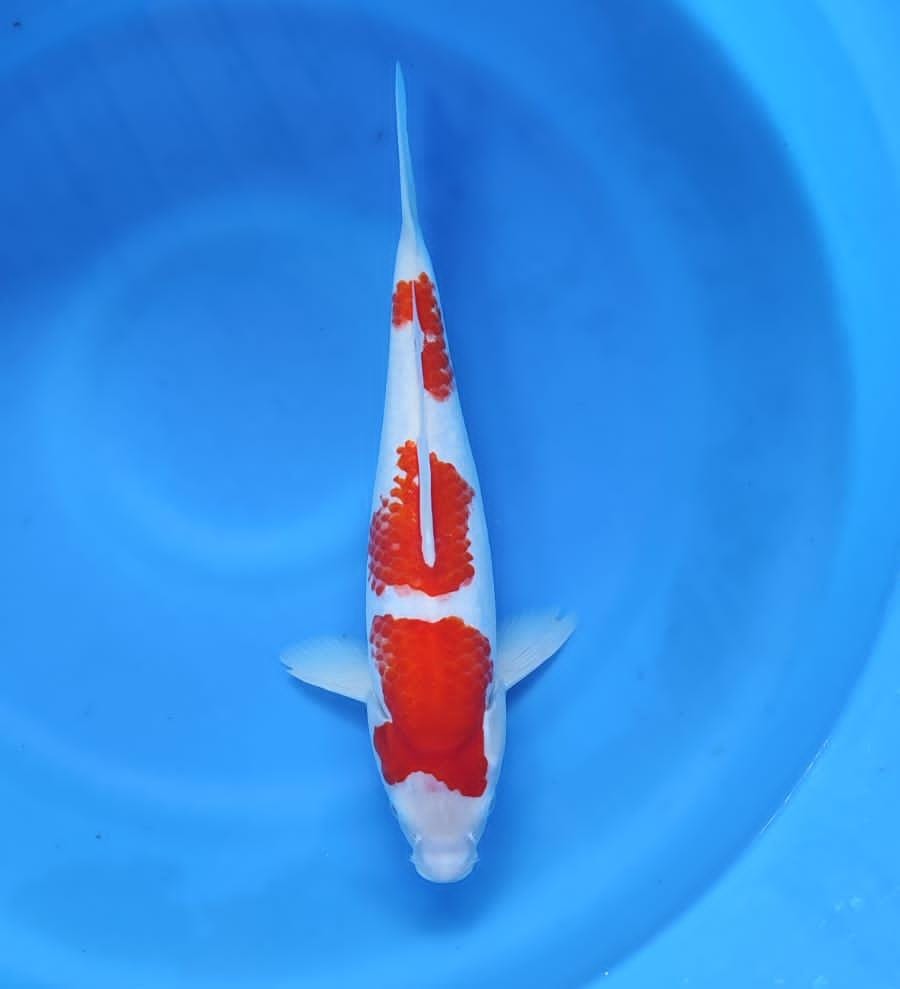 Lelang Koi Online, Jual Beli Ikan Koi, Pusat Jual Beli Koi, Info Lelang Koi Hari Ini, Platform Jual Beli Koi, Jual Beli Ikan Koi Online, Marketplace Ikan Koi, Jual Koi Terbaik, Tempat Beli Koi Berkualitas, Pasar Ikan Koi Online Terpercaya, Penjual Ikan Koi Terpercaya, Beli Koi Hias Online, Ikan Koi untuk Dijual, Koi Kualitas Terbaik, Toko Online Ikan Koi, Koi Hias Untuk Dijual, Jual Beli Ikan Koi Lokal, Koi Indonesia Online, Pusat Jual Beli Koi Terbesar