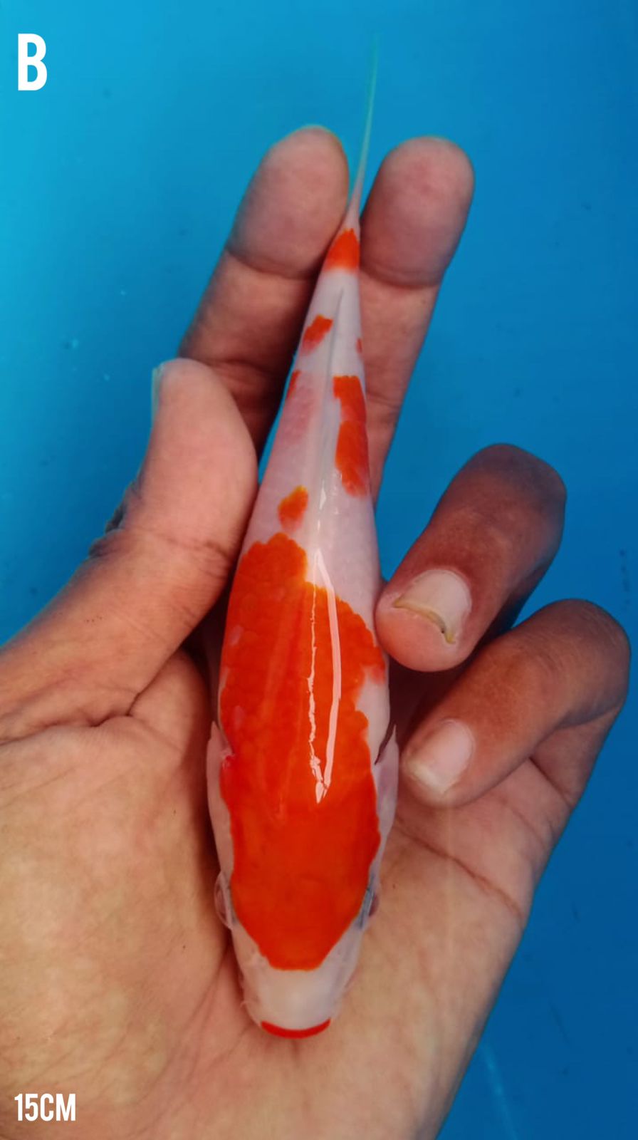 Lelang Koi Online, Jual Beli Ikan Koi, Pusat Jual Beli Koi, Info Lelang Koi Hari Ini, Platform Jual Beli Koi, Jual Beli Ikan Koi Online, Marketplace Ikan Koi, Jual Koi Terbaik, Tempat Beli Koi Berkualitas, Pasar Ikan Koi Online Terpercaya, Penjual Ikan Koi Terpercaya, Beli Koi Hias Online, Ikan Koi untuk Dijual, Koi Kualitas Terbaik, Toko Online Ikan Koi, Koi Hias Untuk Dijual, Jual Beli Ikan Koi Lokal, Koi Indonesia Online, Pusat Jual Beli Koi Terbesar