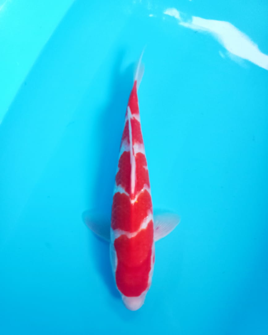 Lelang Koi Online, Jual Beli Ikan Koi, Pusat Jual Beli Koi, Info Lelang Koi Hari Ini, Platform Jual Beli Koi, Jual Beli Ikan Koi Online, Marketplace Ikan Koi, Jual Koi Terbaik, Tempat Beli Koi Berkualitas, Pasar Ikan Koi Online Terpercaya, Penjual Ikan Koi Terpercaya, Beli Koi Hias Online, Ikan Koi untuk Dijual, Koi Kualitas Terbaik, Toko Online Ikan Koi, Koi Hias Untuk Dijual, Jual Beli Ikan Koi Lokal, Koi Indonesia Online, Pusat Jual Beli Koi Terbesar