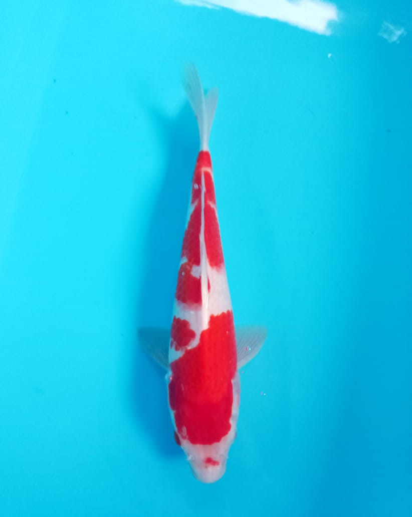 Lelang Koi Online, Jual Beli Ikan Koi, Pusat Jual Beli Koi, Info Lelang Koi Hari Ini, Platform Jual Beli Koi, Jual Beli Ikan Koi Online, Marketplace Ikan Koi, Jual Koi Terbaik, Tempat Beli Koi Berkualitas, Pasar Ikan Koi Online Terpercaya, Penjual Ikan Koi Terpercaya, Beli Koi Hias Online, Ikan Koi untuk Dijual, Koi Kualitas Terbaik, Toko Online Ikan Koi, Koi Hias Untuk Dijual, Jual Beli Ikan Koi Lokal, Koi Indonesia Online, Pusat Jual Beli Koi Terbesar