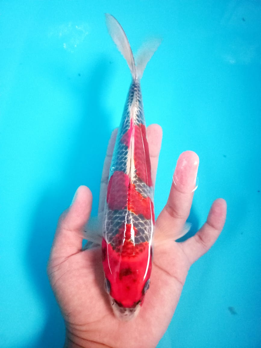 Lelang Koi Online, Jual Beli Ikan Koi, Pusat Jual Beli Koi, Info Lelang Koi Hari Ini, Platform Jual Beli Koi, Jual Beli Ikan Koi Online, Marketplace Ikan Koi, Jual Koi Terbaik, Tempat Beli Koi Berkualitas, Pasar Ikan Koi Online Terpercaya, Penjual Ikan Koi Terpercaya, Beli Koi Hias Online, Ikan Koi untuk Dijual, Koi Kualitas Terbaik, Toko Online Ikan Koi, Koi Hias Untuk Dijual, Jual Beli Ikan Koi Lokal, Koi Indonesia Online, Pusat Jual Beli Koi Terbesar