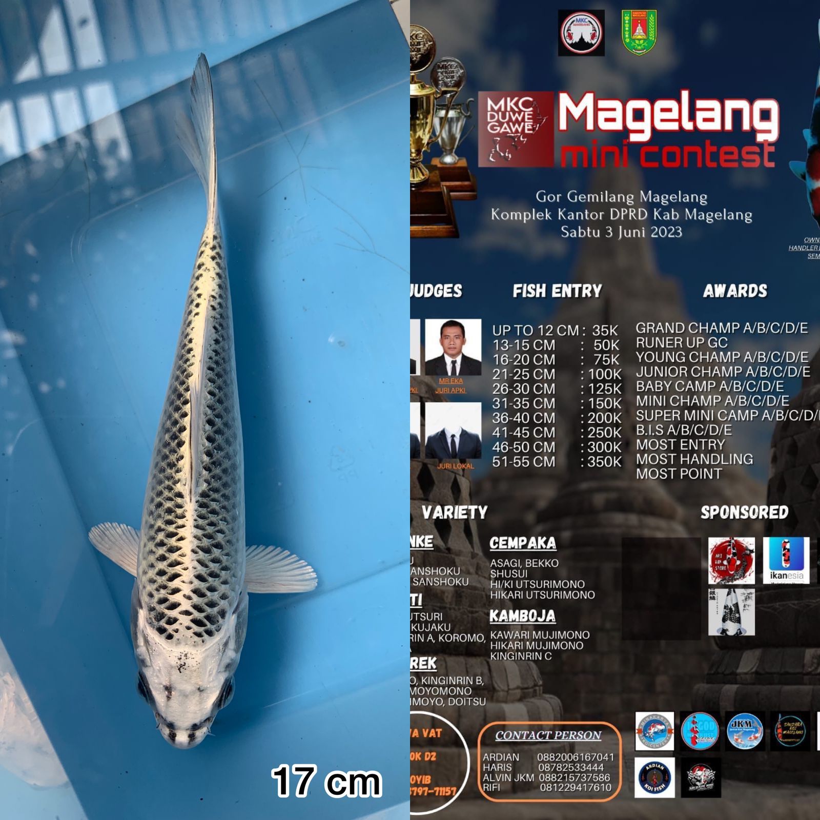 Lelang Koi Online, Jual Beli Ikan Koi, Pusat Jual Beli Koi, Info Lelang Koi Hari Ini, Platform Jual Beli Koi, Jual Beli Ikan Koi Online, Marketplace Ikan Koi, Jual Koi Terbaik, Tempat Beli Koi Berkualitas, Pasar Ikan Koi Online Terpercaya, Penjual Ikan Koi Terpercaya, Beli Koi Hias Online, Ikan Koi untuk Dijual, Koi Kualitas Terbaik, Toko Online Ikan Koi, Koi Hias Untuk Dijual, Jual Beli Ikan Koi Lokal, Koi Indonesia Online, Pusat Jual Beli Koi Terbesar
