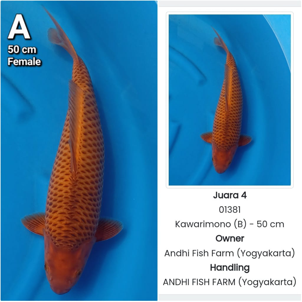 Lelang Koi Online, Jual Beli Ikan Koi, Pusat Jual Beli Koi, Info Lelang Koi Hari Ini, Platform Jual Beli Koi, Jual Beli Ikan Koi Online, Marketplace Ikan Koi, Jual Koi Terbaik, Tempat Beli Koi Berkualitas, Pasar Ikan Koi Online Terpercaya, Penjual Ikan Koi Terpercaya, Beli Koi Hias Online, Ikan Koi untuk Dijual, Koi Kualitas Terbaik, Toko Online Ikan Koi, Koi Hias Untuk Dijual, Jual Beli Ikan Koi Lokal, Koi Indonesia Online, Pusat Jual Beli Koi Terbesar