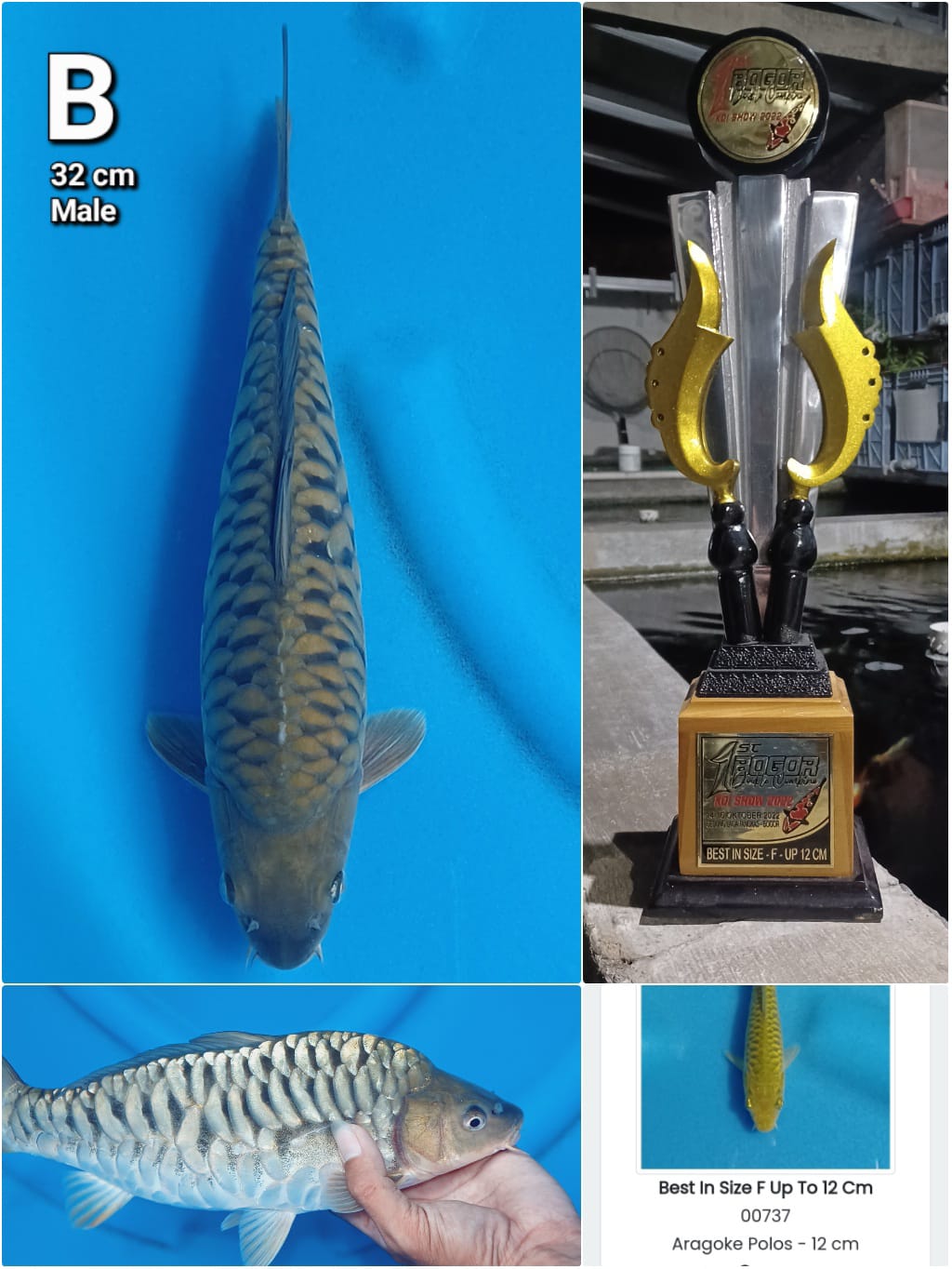 Lelang Koi Online, Jual Beli Ikan Koi, Pusat Jual Beli Koi, Info Lelang Koi Hari Ini, Platform Jual Beli Koi, Jual Beli Ikan Koi Online, Marketplace Ikan Koi, Jual Koi Terbaik, Tempat Beli Koi Berkualitas, Pasar Ikan Koi Online Terpercaya, Penjual Ikan Koi Terpercaya, Beli Koi Hias Online, Ikan Koi untuk Dijual, Koi Kualitas Terbaik, Toko Online Ikan Koi, Koi Hias Untuk Dijual, Jual Beli Ikan Koi Lokal, Koi Indonesia Online, Pusat Jual Beli Koi Terbesar