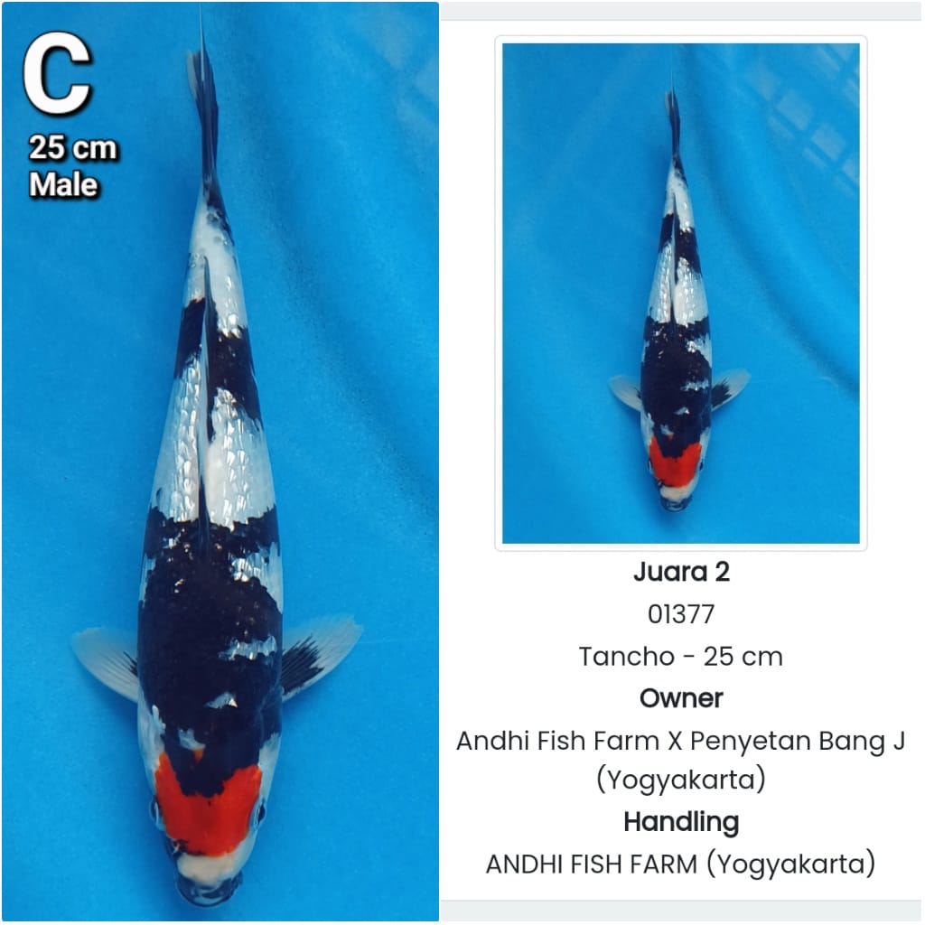 Lelang Koi Online, Jual Beli Ikan Koi, Pusat Jual Beli Koi, Info Lelang Koi Hari Ini, Platform Jual Beli Koi, Jual Beli Ikan Koi Online, Marketplace Ikan Koi, Jual Koi Terbaik, Tempat Beli Koi Berkualitas, Pasar Ikan Koi Online Terpercaya, Penjual Ikan Koi Terpercaya, Beli Koi Hias Online, Ikan Koi untuk Dijual, Koi Kualitas Terbaik, Toko Online Ikan Koi, Koi Hias Untuk Dijual, Jual Beli Ikan Koi Lokal, Koi Indonesia Online, Pusat Jual Beli Koi Terbesar