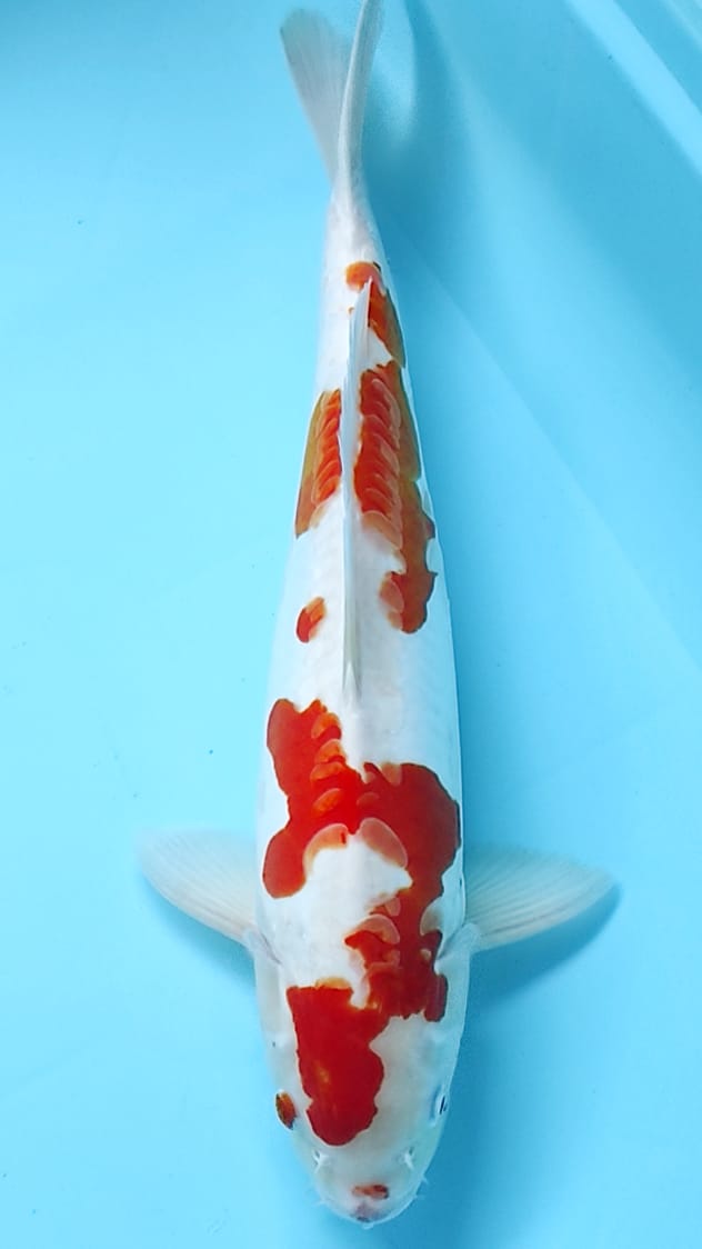 Lelang Koi Online, Jual Beli Ikan Koi, Pusat Jual Beli Koi, Info Lelang Koi Hari Ini, Platform Jual Beli Koi, Jual Beli Ikan Koi Online, Marketplace Ikan Koi, Jual Koi Terbaik, Tempat Beli Koi Berkualitas, Pasar Ikan Koi Online Terpercaya, Penjual Ikan Koi Terpercaya, Beli Koi Hias Online, Ikan Koi untuk Dijual, Koi Kualitas Terbaik, Toko Online Ikan Koi, Koi Hias Untuk Dijual, Jual Beli Ikan Koi Lokal, Koi Indonesia Online, Pusat Jual Beli Koi Terbesar