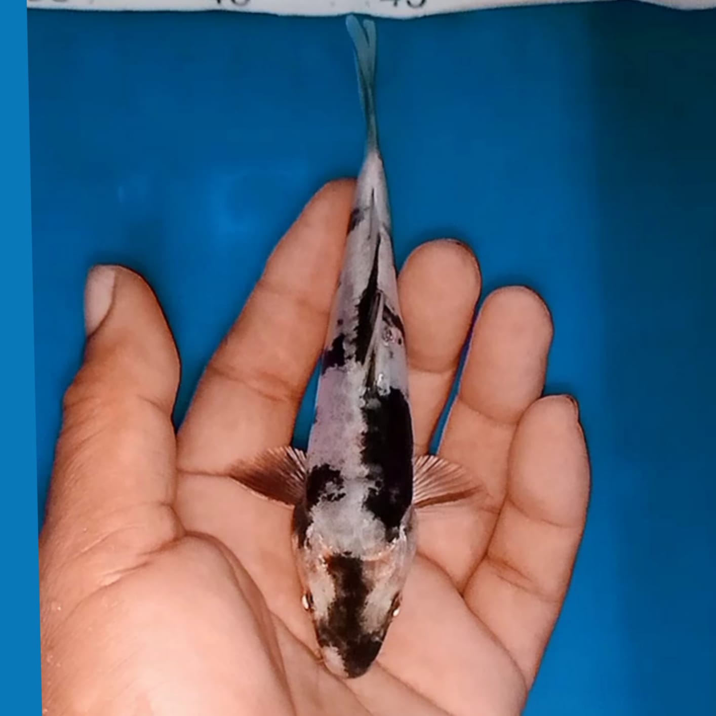 Lelang Koi Online, Jual Beli Ikan Koi, Pusat Jual Beli Koi, Info Lelang Koi Hari Ini, Platform Jual Beli Koi, Jual Beli Ikan Koi Online, Marketplace Ikan Koi, Jual Koi Terbaik, Tempat Beli Koi Berkualitas, Pasar Ikan Koi Online Terpercaya, Penjual Ikan Koi Terpercaya, Beli Koi Hias Online, Ikan Koi untuk Dijual, Koi Kualitas Terbaik, Toko Online Ikan Koi, Koi Hias Untuk Dijual, Jual Beli Ikan Koi Lokal, Koi Indonesia Online, Pusat Jual Beli Koi Terbesar