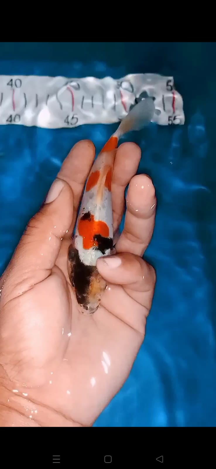 Lelang Koi Online, Jual Beli Ikan Koi, Pusat Jual Beli Koi, Info Lelang Koi Hari Ini, Platform Jual Beli Koi, Jual Beli Ikan Koi Online, Marketplace Ikan Koi, Jual Koi Terbaik, Tempat Beli Koi Berkualitas, Pasar Ikan Koi Online Terpercaya, Penjual Ikan Koi Terpercaya, Beli Koi Hias Online, Ikan Koi untuk Dijual, Koi Kualitas Terbaik, Toko Online Ikan Koi, Koi Hias Untuk Dijual, Jual Beli Ikan Koi Lokal, Koi Indonesia Online, Pusat Jual Beli Koi Terbesar