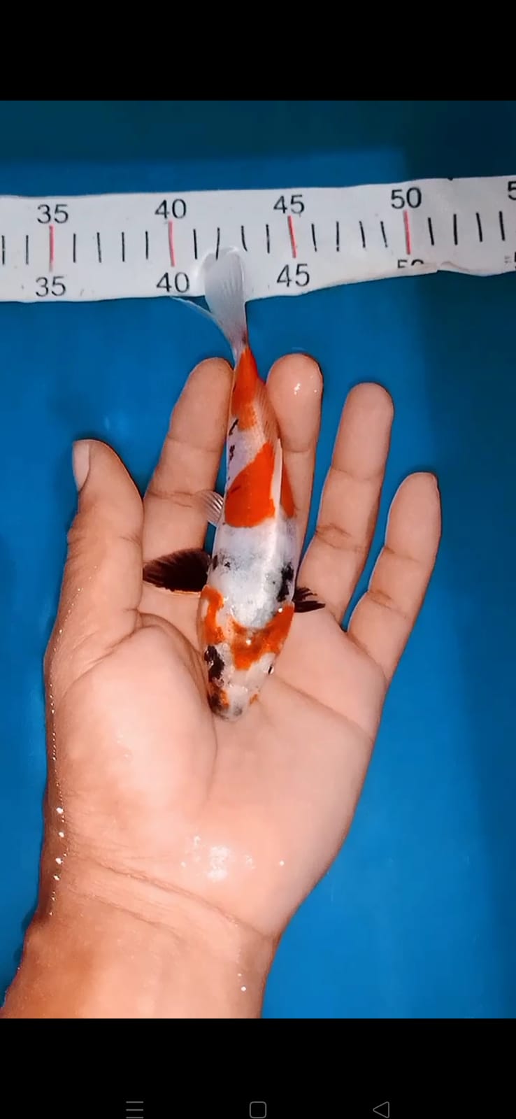 Lelang Koi Online, Jual Beli Ikan Koi, Pusat Jual Beli Koi, Info Lelang Koi Hari Ini, Platform Jual Beli Koi, Jual Beli Ikan Koi Online, Marketplace Ikan Koi, Jual Koi Terbaik, Tempat Beli Koi Berkualitas, Pasar Ikan Koi Online Terpercaya, Penjual Ikan Koi Terpercaya, Beli Koi Hias Online, Ikan Koi untuk Dijual, Koi Kualitas Terbaik, Toko Online Ikan Koi, Koi Hias Untuk Dijual, Jual Beli Ikan Koi Lokal, Koi Indonesia Online, Pusat Jual Beli Koi Terbesar