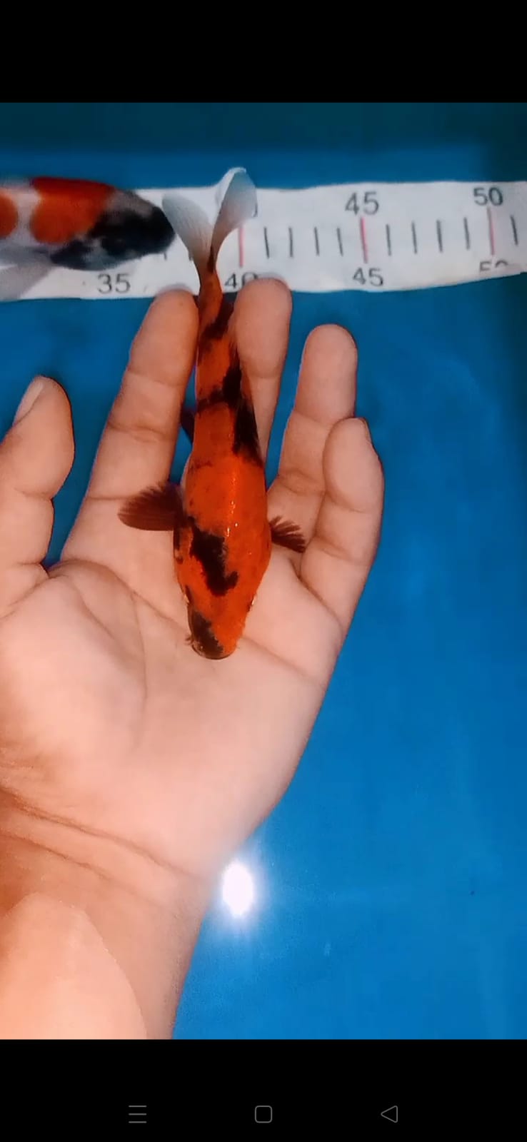 Lelang Koi Online, Jual Beli Ikan Koi, Pusat Jual Beli Koi, Info Lelang Koi Hari Ini, Platform Jual Beli Koi, Jual Beli Ikan Koi Online, Marketplace Ikan Koi, Jual Koi Terbaik, Tempat Beli Koi Berkualitas, Pasar Ikan Koi Online Terpercaya, Penjual Ikan Koi Terpercaya, Beli Koi Hias Online, Ikan Koi untuk Dijual, Koi Kualitas Terbaik, Toko Online Ikan Koi, Koi Hias Untuk Dijual, Jual Beli Ikan Koi Lokal, Koi Indonesia Online, Pusat Jual Beli Koi Terbesar
