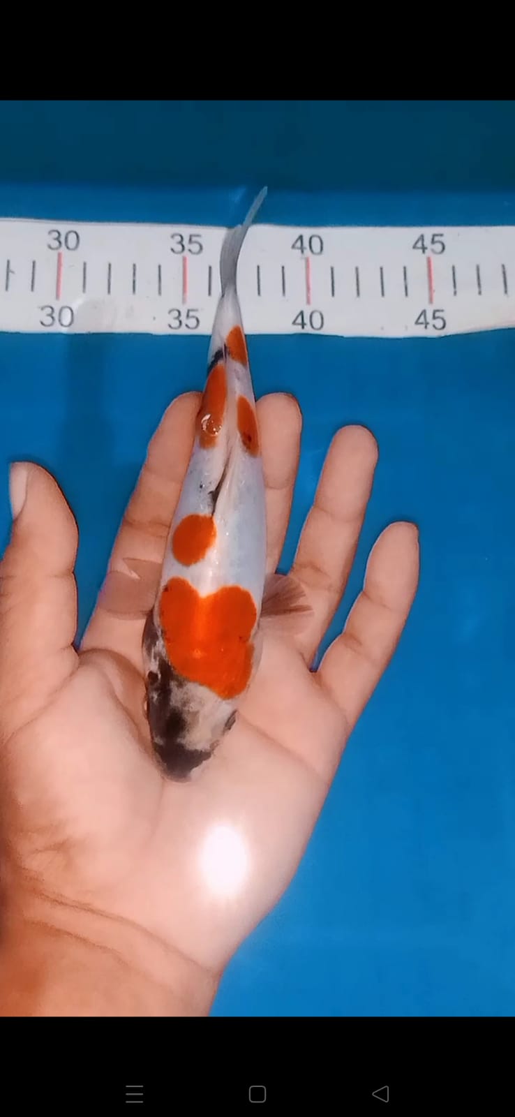 Lelang Koi Online, Jual Beli Ikan Koi, Pusat Jual Beli Koi, Info Lelang Koi Hari Ini, Platform Jual Beli Koi, Jual Beli Ikan Koi Online, Marketplace Ikan Koi, Jual Koi Terbaik, Tempat Beli Koi Berkualitas, Pasar Ikan Koi Online Terpercaya, Penjual Ikan Koi Terpercaya, Beli Koi Hias Online, Ikan Koi untuk Dijual, Koi Kualitas Terbaik, Toko Online Ikan Koi, Koi Hias Untuk Dijual, Jual Beli Ikan Koi Lokal, Koi Indonesia Online, Pusat Jual Beli Koi Terbesar