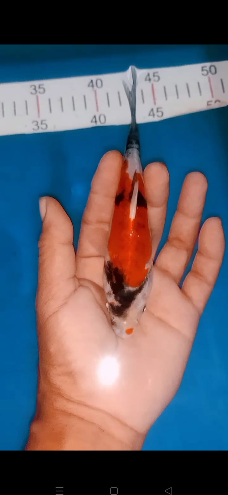 Lelang Koi Online, Jual Beli Ikan Koi, Pusat Jual Beli Koi, Info Lelang Koi Hari Ini, Platform Jual Beli Koi, Jual Beli Ikan Koi Online, Marketplace Ikan Koi, Jual Koi Terbaik, Tempat Beli Koi Berkualitas, Pasar Ikan Koi Online Terpercaya, Penjual Ikan Koi Terpercaya, Beli Koi Hias Online, Ikan Koi untuk Dijual, Koi Kualitas Terbaik, Toko Online Ikan Koi, Koi Hias Untuk Dijual, Jual Beli Ikan Koi Lokal, Koi Indonesia Online, Pusat Jual Beli Koi Terbesar