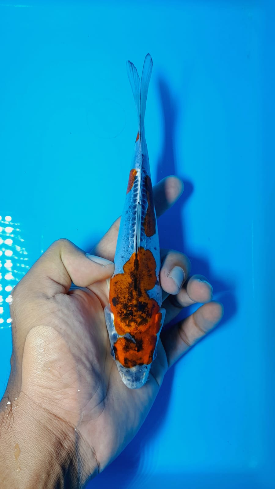 Lelang Koi Online, Jual Beli Ikan Koi, Pusat Jual Beli Koi, Info Lelang Koi Hari Ini, Platform Jual Beli Koi, Jual Beli Ikan Koi Online, Marketplace Ikan Koi, Jual Koi Terbaik, Tempat Beli Koi Berkualitas, Pasar Ikan Koi Online Terpercaya, Penjual Ikan Koi Terpercaya, Beli Koi Hias Online, Ikan Koi untuk Dijual, Koi Kualitas Terbaik, Toko Online Ikan Koi, Koi Hias Untuk Dijual, Jual Beli Ikan Koi Lokal, Koi Indonesia Online, Pusat Jual Beli Koi Terbesar