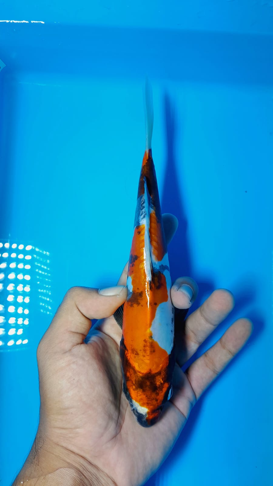 Lelang Koi Online, Jual Beli Ikan Koi, Pusat Jual Beli Koi, Info Lelang Koi Hari Ini, Platform Jual Beli Koi, Jual Beli Ikan Koi Online, Marketplace Ikan Koi, Jual Koi Terbaik, Tempat Beli Koi Berkualitas, Pasar Ikan Koi Online Terpercaya, Penjual Ikan Koi Terpercaya, Beli Koi Hias Online, Ikan Koi untuk Dijual, Koi Kualitas Terbaik, Toko Online Ikan Koi, Koi Hias Untuk Dijual, Jual Beli Ikan Koi Lokal, Koi Indonesia Online, Pusat Jual Beli Koi Terbesar