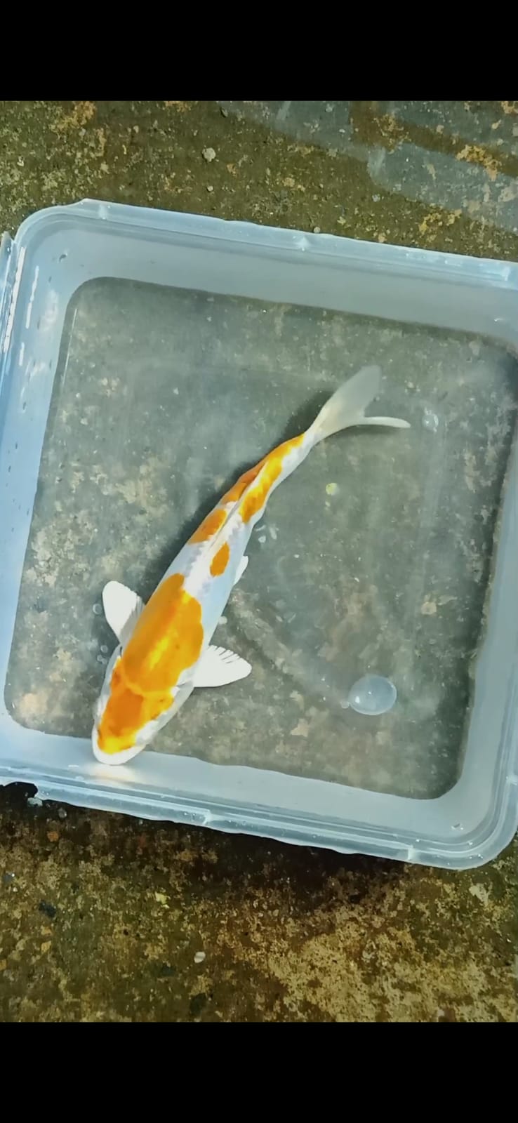 Lelang Koi Online, Jual Beli Ikan Koi, Pusat Jual Beli Koi, Info Lelang Koi Hari Ini, Platform Jual Beli Koi, Jual Beli Ikan Koi Online, Marketplace Ikan Koi, Jual Koi Terbaik, Tempat Beli Koi Berkualitas, Pasar Ikan Koi Online Terpercaya, Penjual Ikan Koi Terpercaya, Beli Koi Hias Online, Ikan Koi untuk Dijual, Koi Kualitas Terbaik, Toko Online Ikan Koi, Koi Hias Untuk Dijual, Jual Beli Ikan Koi Lokal, Koi Indonesia Online, Pusat Jual Beli Koi Terbesar