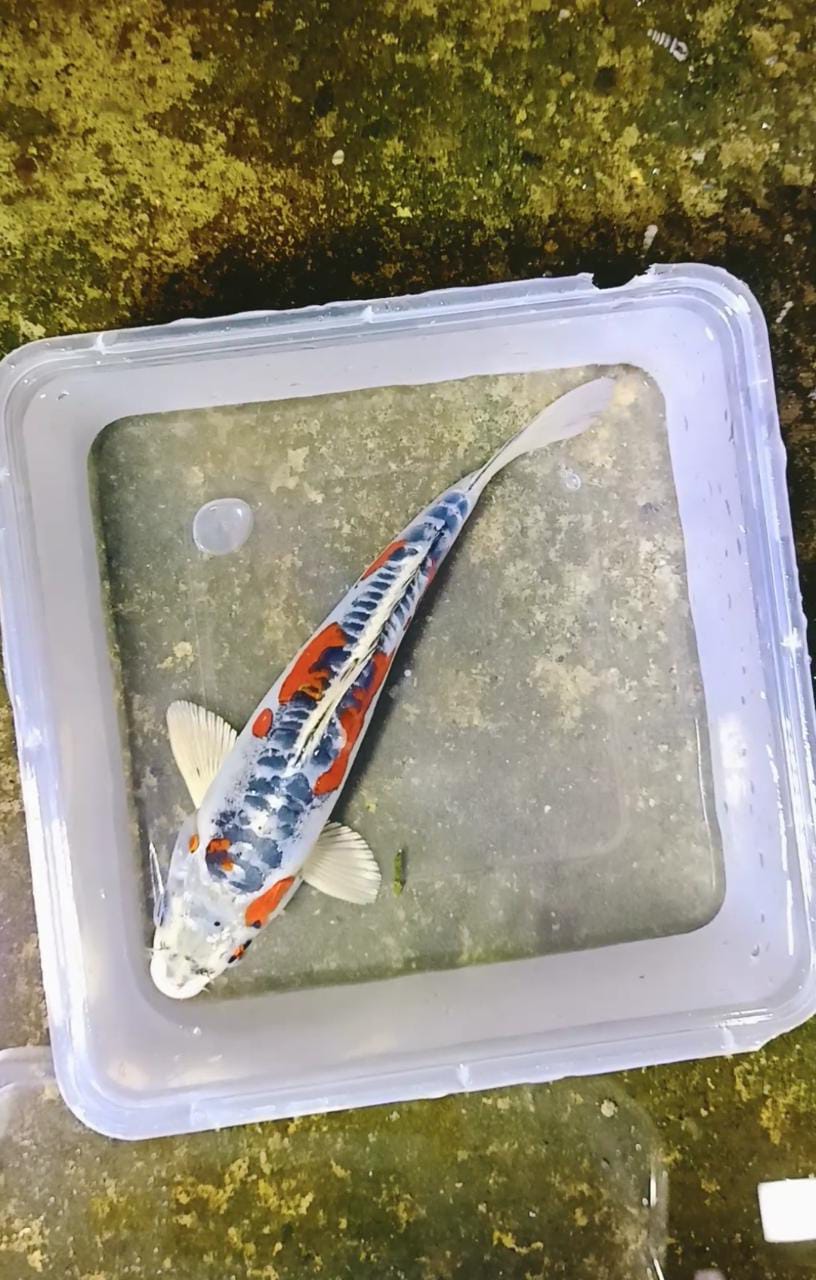 Lelang Koi Online, Jual Beli Ikan Koi, Pusat Jual Beli Koi, Info Lelang Koi Hari Ini, Platform Jual Beli Koi, Jual Beli Ikan Koi Online, Marketplace Ikan Koi, Jual Koi Terbaik, Tempat Beli Koi Berkualitas, Pasar Ikan Koi Online Terpercaya, Penjual Ikan Koi Terpercaya, Beli Koi Hias Online, Ikan Koi untuk Dijual, Koi Kualitas Terbaik, Toko Online Ikan Koi, Koi Hias Untuk Dijual, Jual Beli Ikan Koi Lokal, Koi Indonesia Online, Pusat Jual Beli Koi Terbesar
