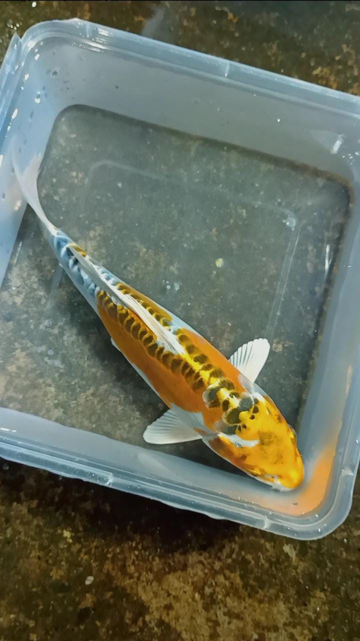 Lelang Koi Online, Jual Beli Ikan Koi, Pusat Jual Beli Koi, Info Lelang Koi Hari Ini, Platform Jual Beli Koi, Jual Beli Ikan Koi Online, Marketplace Ikan Koi, Jual Koi Terbaik, Tempat Beli Koi Berkualitas, Pasar Ikan Koi Online Terpercaya, Penjual Ikan Koi Terpercaya, Beli Koi Hias Online, Ikan Koi untuk Dijual, Koi Kualitas Terbaik, Toko Online Ikan Koi, Koi Hias Untuk Dijual, Jual Beli Ikan Koi Lokal, Koi Indonesia Online, Pusat Jual Beli Koi Terbesar