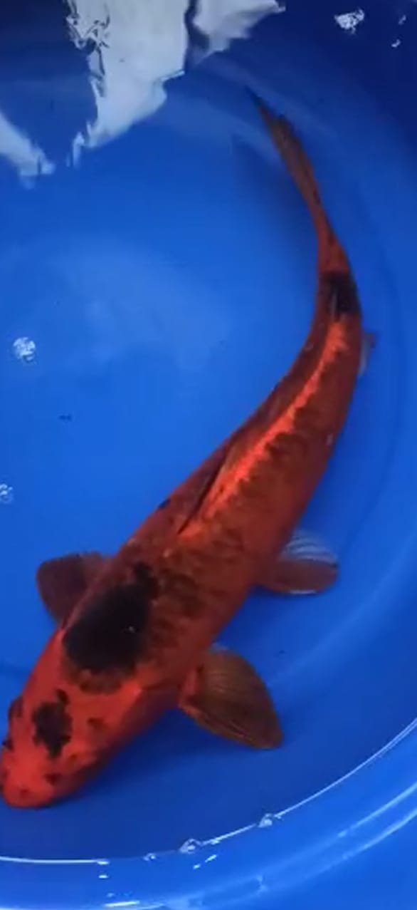 Lelang Koi Online, Jual Beli Ikan Koi, Pusat Jual Beli Koi, Info Lelang Koi Hari Ini, Platform Jual Beli Koi, Jual Beli Ikan Koi Online, Marketplace Ikan Koi, Jual Koi Terbaik, Tempat Beli Koi Berkualitas, Pasar Ikan Koi Online Terpercaya, Penjual Ikan Koi Terpercaya, Beli Koi Hias Online, Ikan Koi untuk Dijual, Koi Kualitas Terbaik, Toko Online Ikan Koi, Koi Hias Untuk Dijual, Jual Beli Ikan Koi Lokal, Koi Indonesia Online, Pusat Jual Beli Koi Terbesar