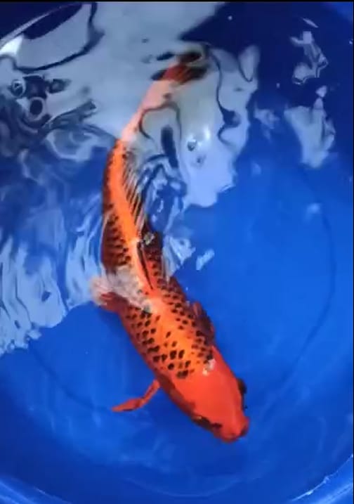 Lelang Koi Online, Jual Beli Ikan Koi, Pusat Jual Beli Koi, Info Lelang Koi Hari Ini, Platform Jual Beli Koi, Jual Beli Ikan Koi Online, Marketplace Ikan Koi, Jual Koi Terbaik, Tempat Beli Koi Berkualitas, Pasar Ikan Koi Online Terpercaya, Penjual Ikan Koi Terpercaya, Beli Koi Hias Online, Ikan Koi untuk Dijual, Koi Kualitas Terbaik, Toko Online Ikan Koi, Koi Hias Untuk Dijual, Jual Beli Ikan Koi Lokal, Koi Indonesia Online, Pusat Jual Beli Koi Terbesar