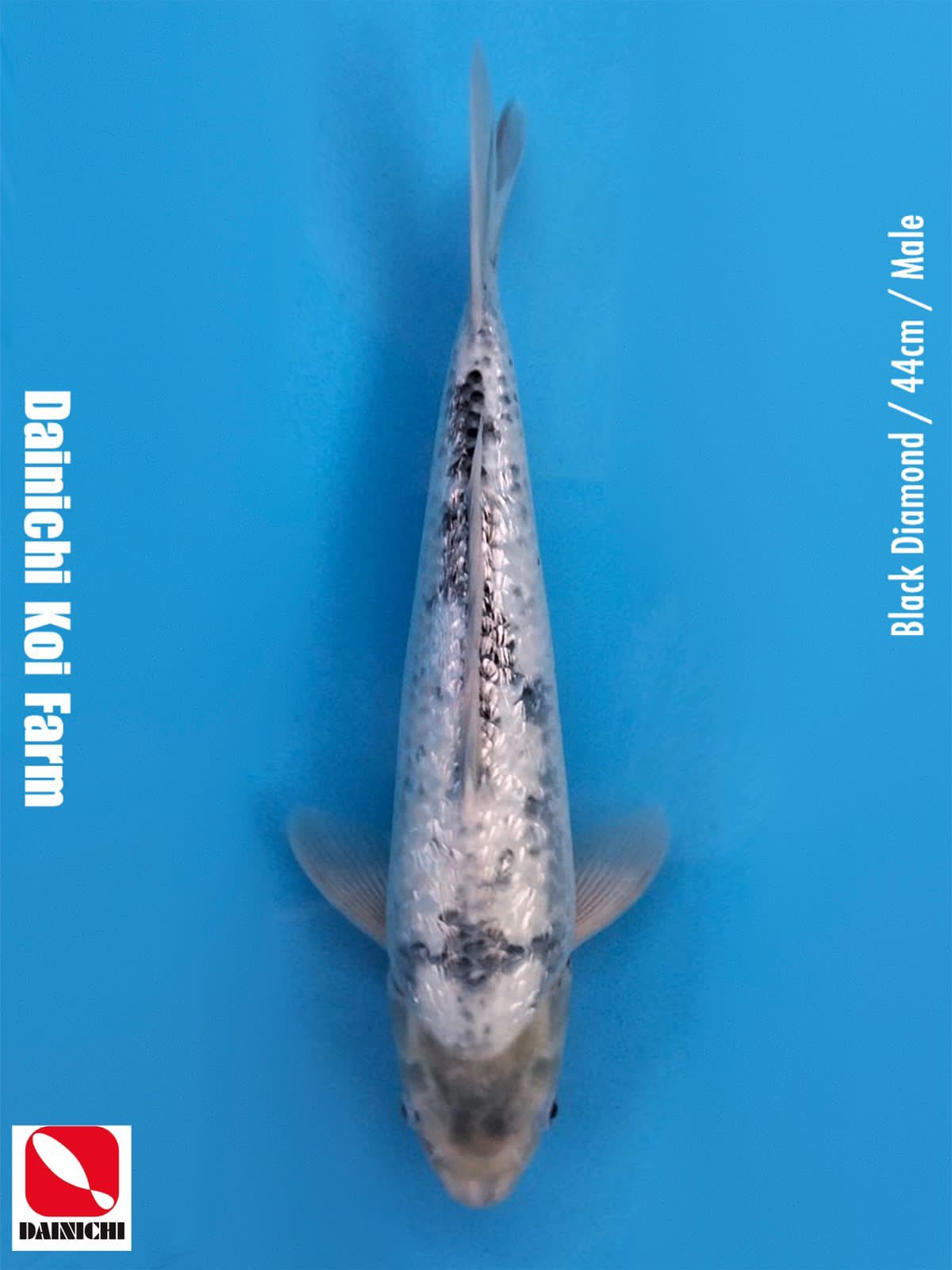 BLACK DIAMOND 44cm MALE IMPORT DAINICHI