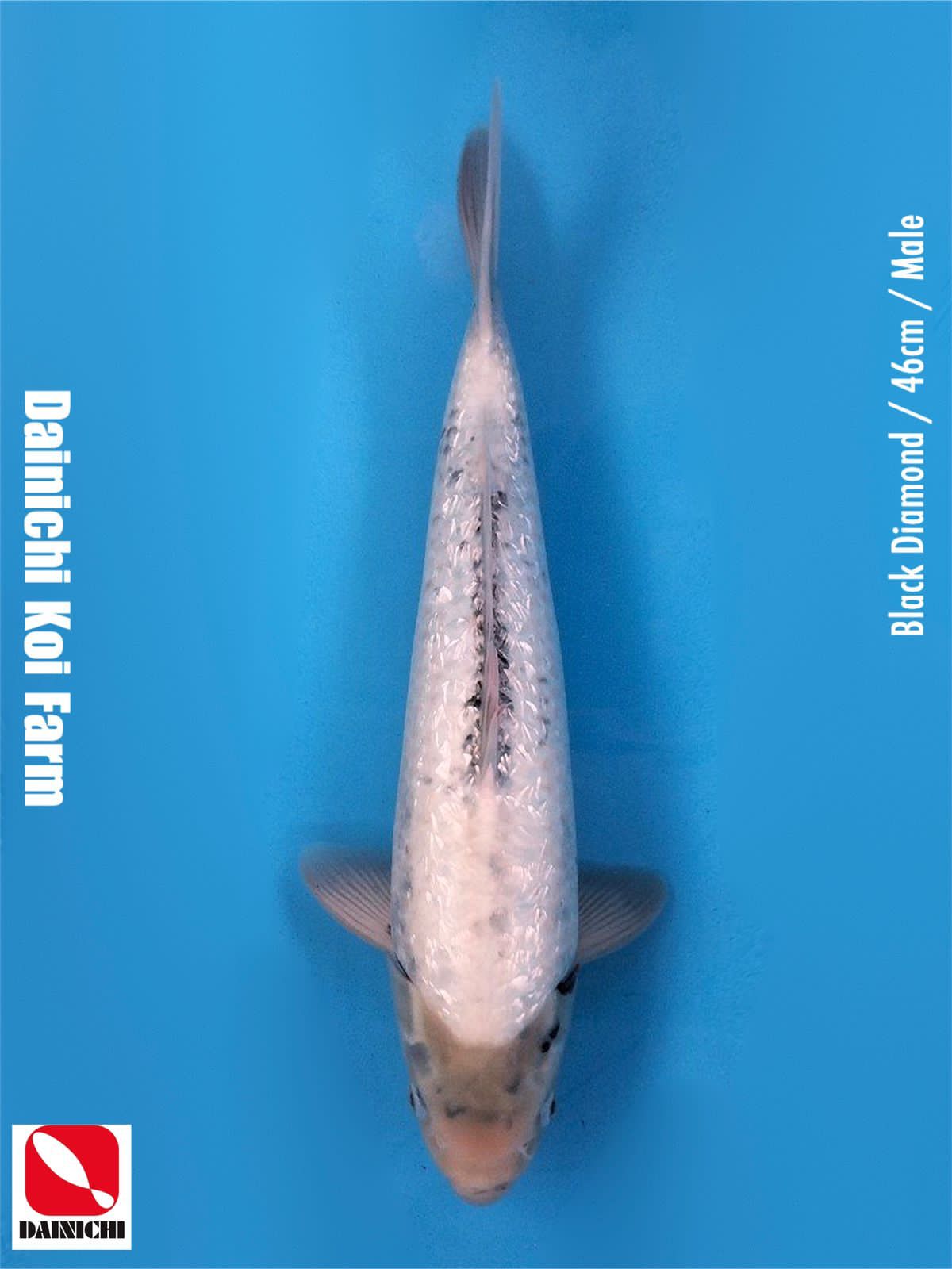 BLACK DIAMOND 46cm MALE IMPORT DAINICHI