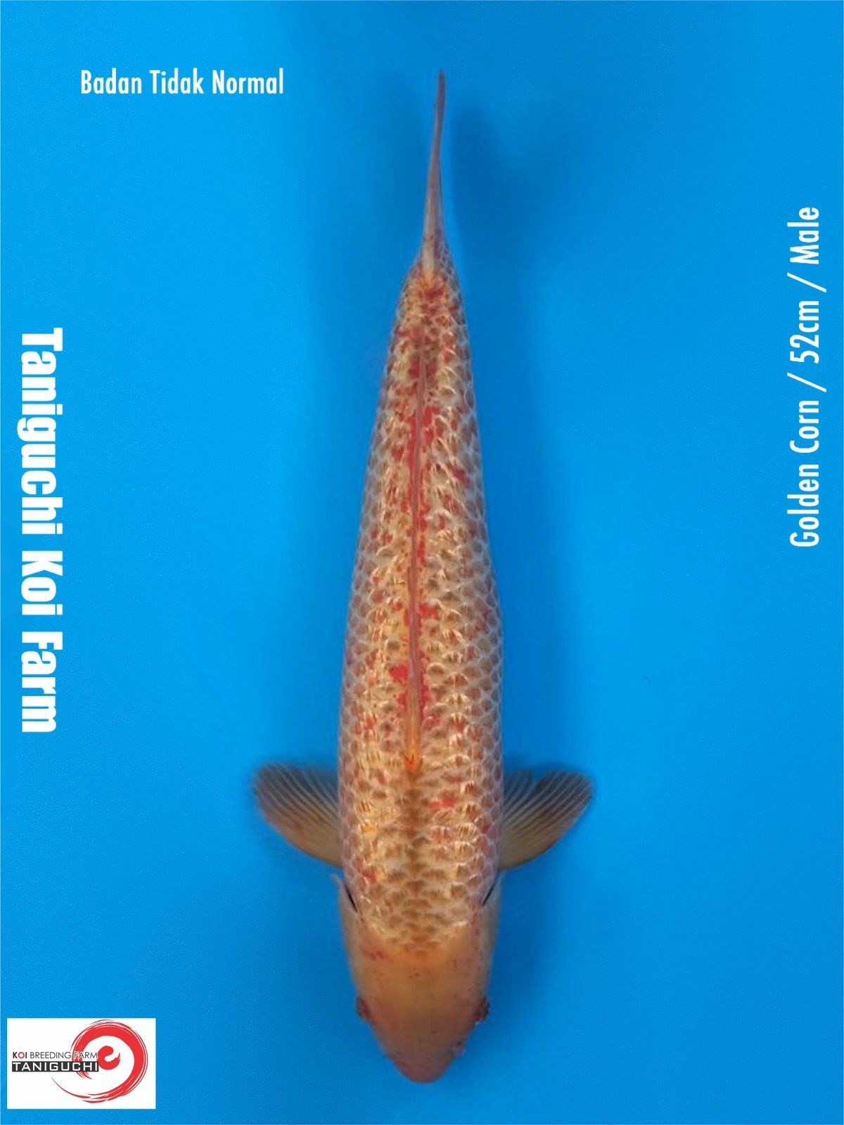 GOLDEN CORN 52cm MALE IMPORT TANIGUCHI