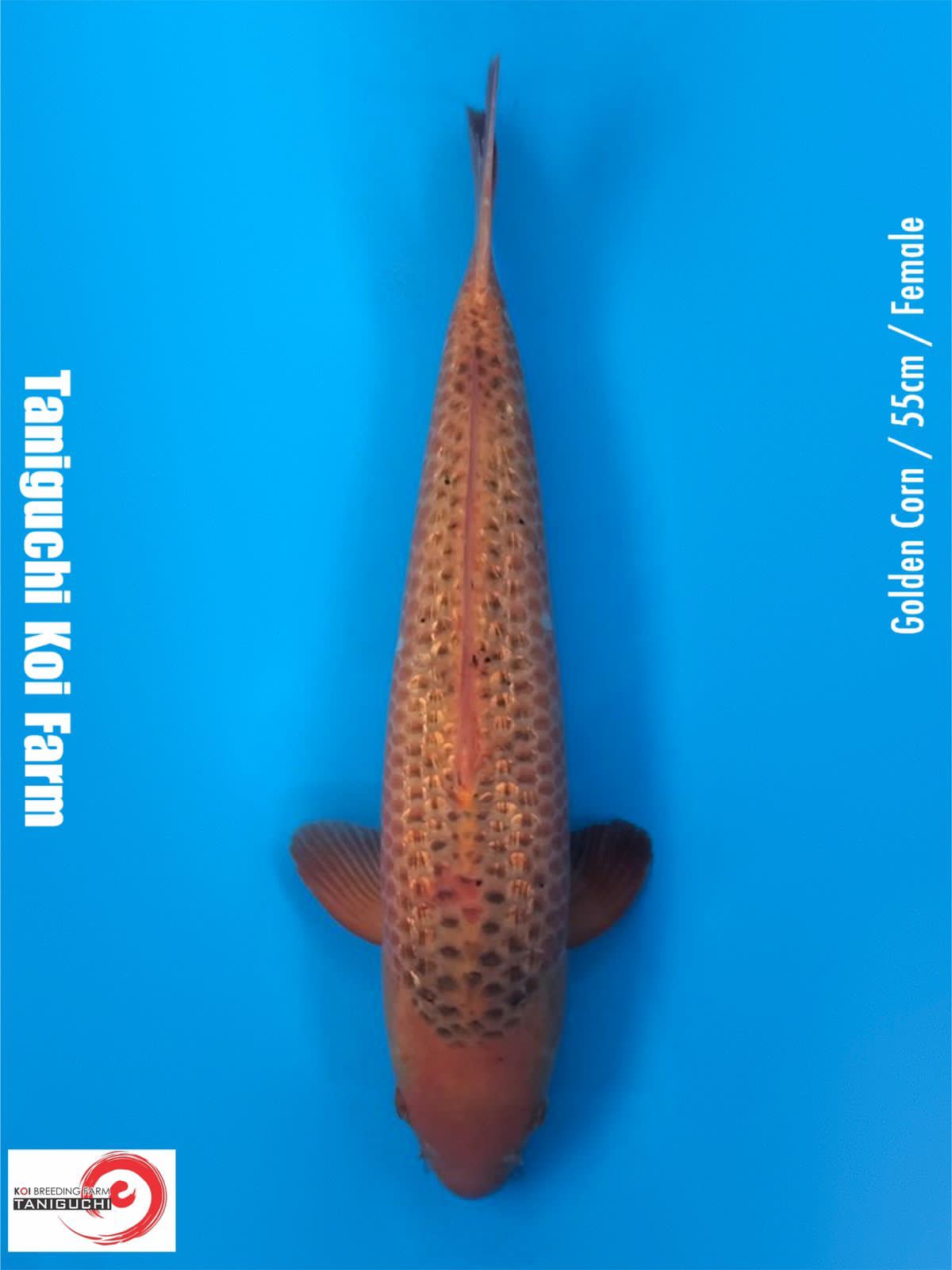 GOLDEN CORN 55cm FEMALE IMPORT TANIGUCHI