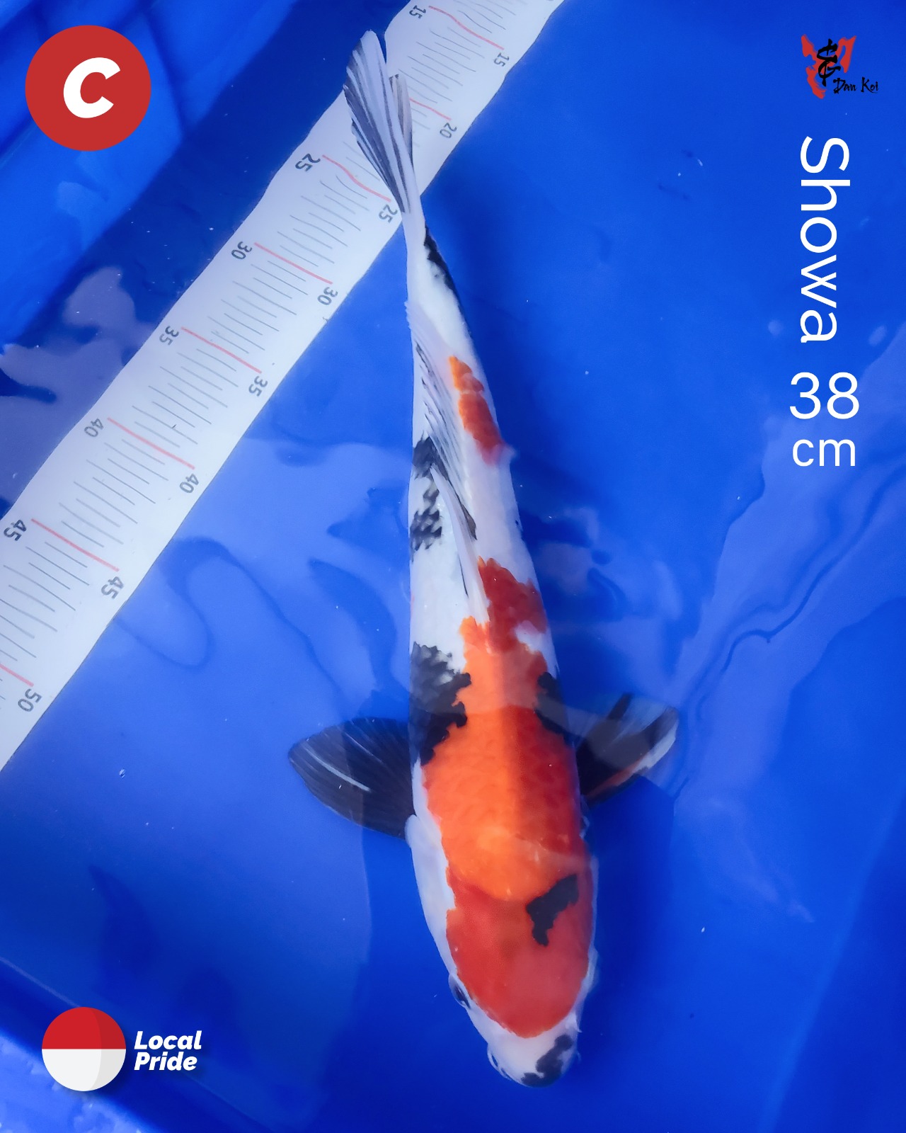 Lelang Koi Online, Jual Beli Ikan Koi, Pusat Jual Beli Koi, Info Lelang Koi Hari Ini, Platform Jual Beli Koi, Jual Beli Ikan Koi Online, Marketplace Ikan Koi, Jual Koi Terbaik, Tempat Beli Koi Berkualitas, Pasar Ikan Koi Online Terpercaya, Penjual Ikan Koi Terpercaya, Beli Koi Hias Online, Ikan Koi untuk Dijual, Koi Kualitas Terbaik, Toko Online Ikan Koi, Koi Hias Untuk Dijual, Jual Beli Ikan Koi Lokal, Koi Indonesia Online, Pusat Jual Beli Koi Terbesar