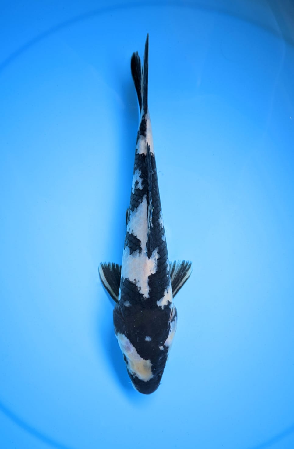 SHIRO 25cm