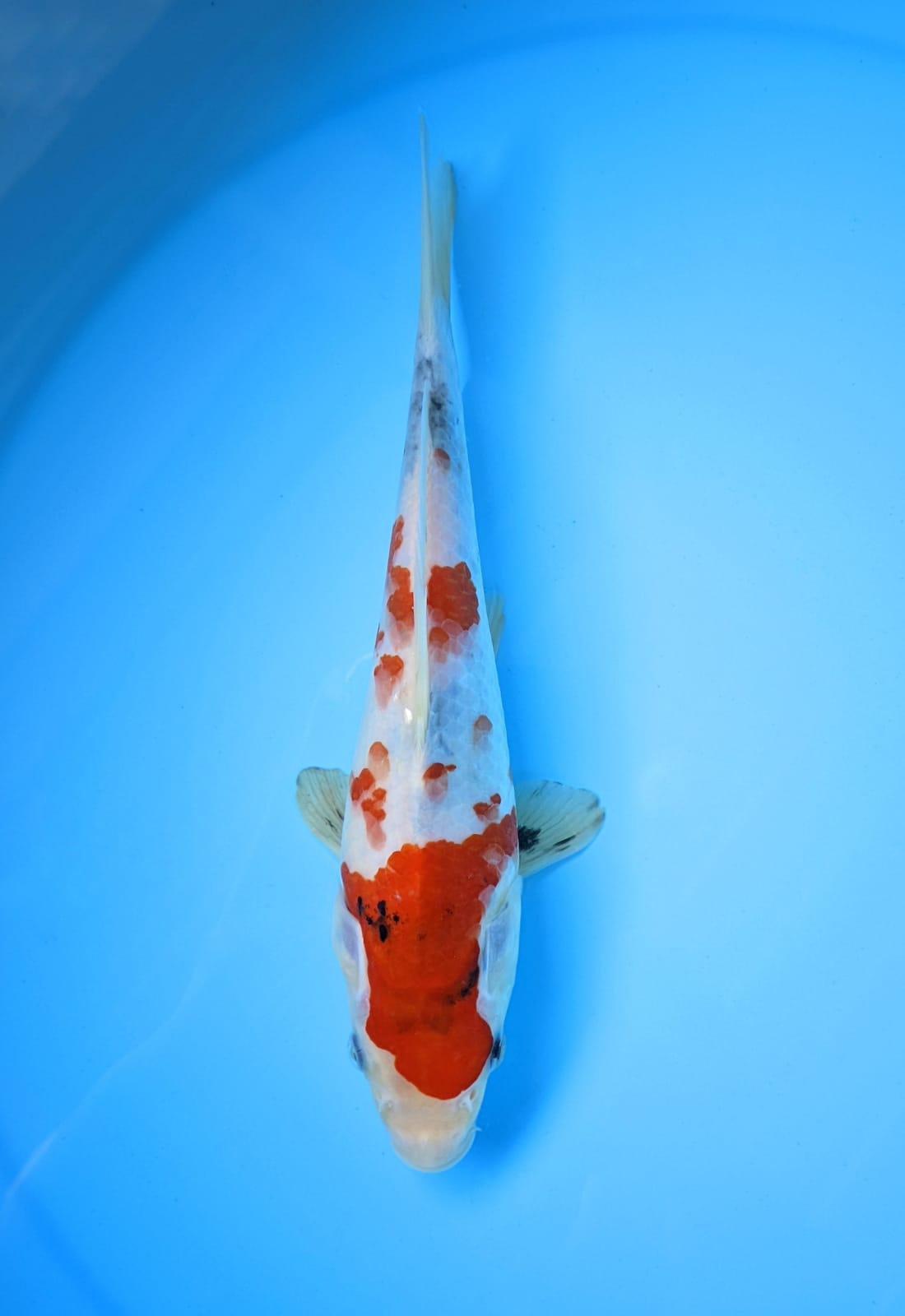 SHOWA TATEGOI 22cm