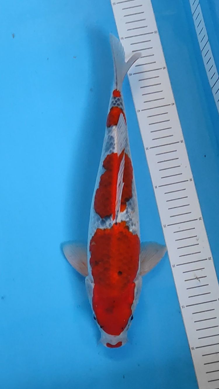 GHOSIKI 38cm