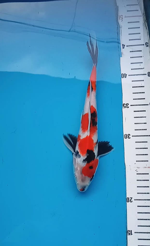 SHOWA 26cm