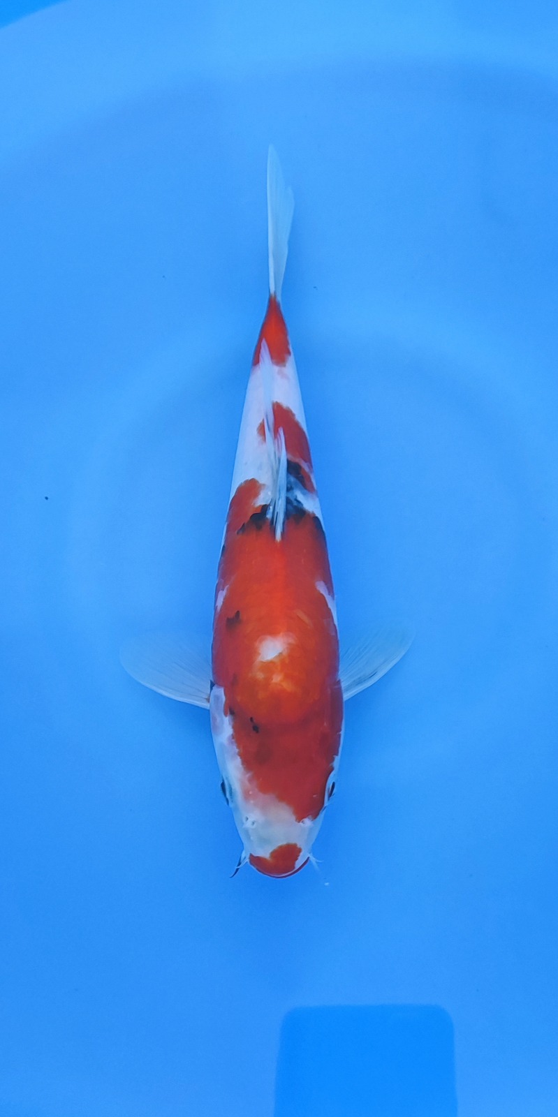 Ikan Koi SHOWA IMPORT SERTIFIKAT ISA 26cm, lelang koi SHOWA IMPORT SERTIFIKAT ISA 26cm, jual koi SHOWA IMPORT SERTIFIKAT ISA 26cm, beli koi SHOWA IMPORT SERTIFIKAT ISA 26cm, Lelang Koi Online, Jual Beli Ikan Koi, Pusat Jual Beli Koi, Info Lelang Koi Hari Ini, Platform Jual Beli Koi, Jual Beli Ikan Koi Online, Marketplace Ikan Koi, Jual Koi Terbaik, Tempat Beli Koi Berkualitas, Pasar Ikan Koi Online Terpercaya, Penjual Ikan Koi Terpercaya, Beli Koi Hias Online, Ikan Koi untuk Dijual, Koi Kualitas Terbaik, Toko Online Ikan Koi, Koi Hias Untuk Dijual, Jual Beli Ikan Koi Lokal, Koi Indonesia Online, Pusat Jual Beli Koi Terbesar