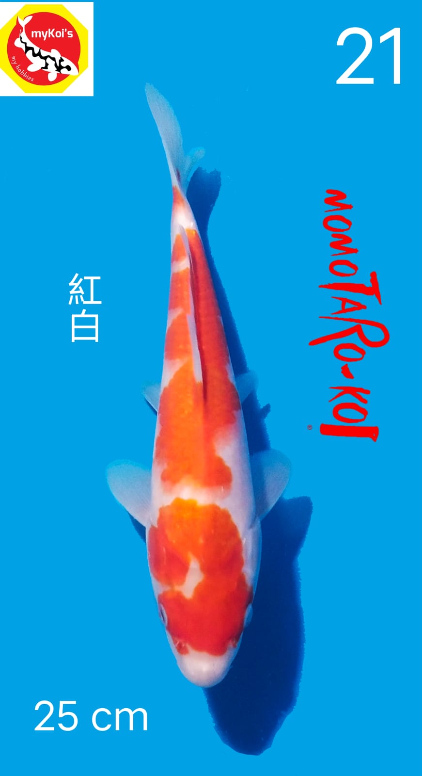 Ikan Koi KOHAKU 25cm, lelang koi KOHAKU 25cm, jual koi KOHAKU 25cm, beli koi KOHAKU 25cm, Lelang Koi Online, Jual Beli Ikan Koi, Pusat Jual Beli Koi, Info Lelang Koi Hari Ini, Platform Jual Beli Koi, Jual Beli Ikan Koi Online, Marketplace Ikan Koi, Jual Koi Terbaik, Tempat Beli Koi Berkualitas, Pasar Ikan Koi Online Terpercaya, Penjual Ikan Koi Terpercaya, Beli Koi Hias Online, Ikan Koi untuk Dijual, Koi Kualitas Terbaik, Toko Online Ikan Koi, Koi Hias Untuk Dijual, Jual Beli Ikan Koi Lokal, Koi Indonesia Online, Pusat Jual Beli Koi Terbesar