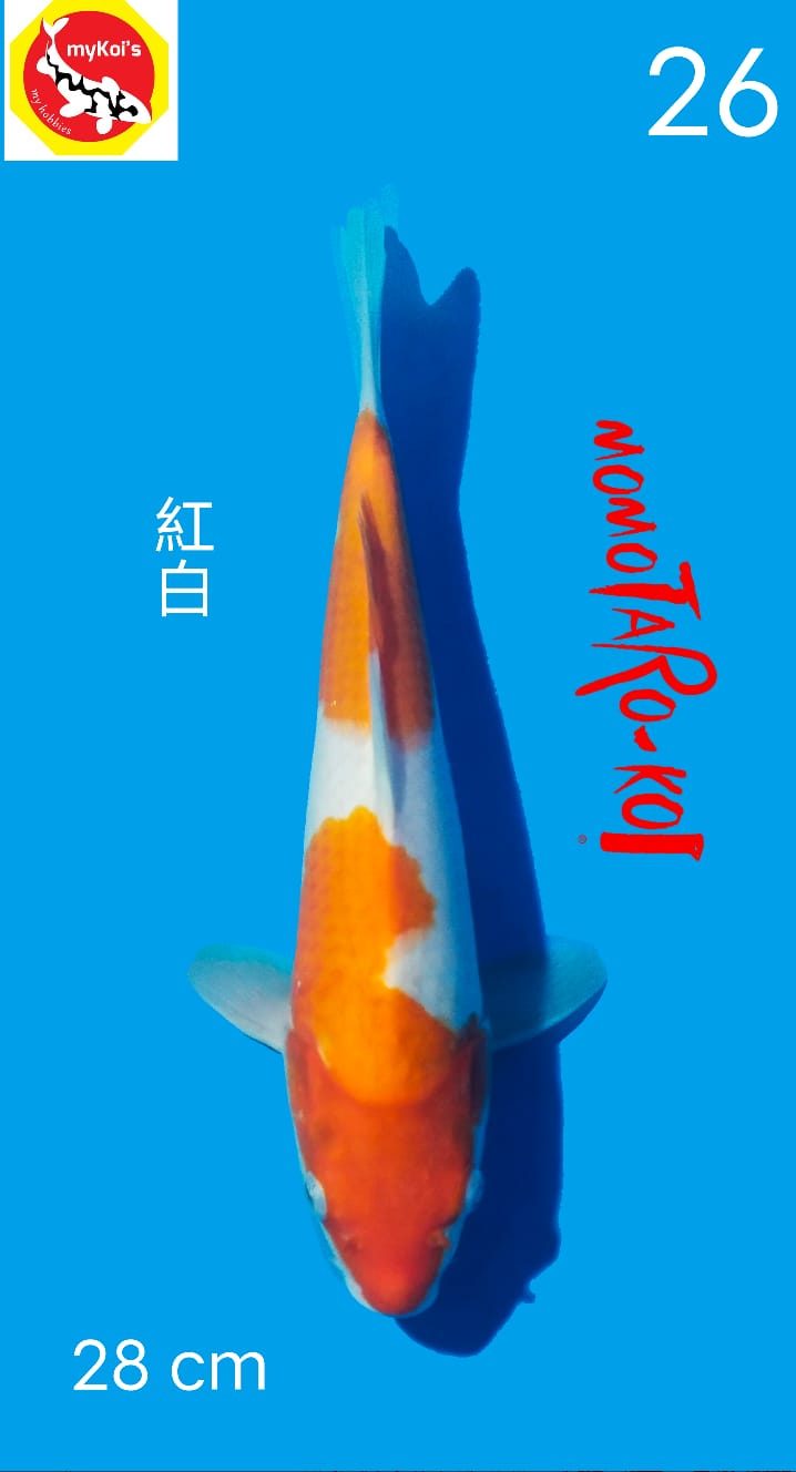 Ikan Koi KOHAKU 28cm, lelang koi KOHAKU 28cm, jual koi KOHAKU 28cm, beli koi KOHAKU 28cm, Lelang Koi Online, Jual Beli Ikan Koi, Pusat Jual Beli Koi, Info Lelang Koi Hari Ini, Platform Jual Beli Koi, Jual Beli Ikan Koi Online, Marketplace Ikan Koi, Jual Koi Terbaik, Tempat Beli Koi Berkualitas, Pasar Ikan Koi Online Terpercaya, Penjual Ikan Koi Terpercaya, Beli Koi Hias Online, Ikan Koi untuk Dijual, Koi Kualitas Terbaik, Toko Online Ikan Koi, Koi Hias Untuk Dijual, Jual Beli Ikan Koi Lokal, Koi Indonesia Online, Pusat Jual Beli Koi Terbesar