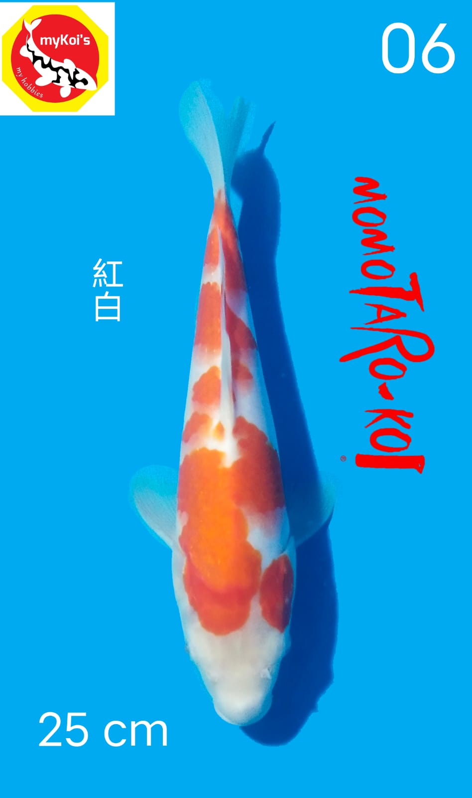 Ikan Koi KOHAKU 25cm, lelang koi KOHAKU 25cm, jual koi KOHAKU 25cm, beli koi KOHAKU 25cm, Lelang Koi Online, Jual Beli Ikan Koi, Pusat Jual Beli Koi, Info Lelang Koi Hari Ini, Platform Jual Beli Koi, Jual Beli Ikan Koi Online, Marketplace Ikan Koi, Jual Koi Terbaik, Tempat Beli Koi Berkualitas, Pasar Ikan Koi Online Terpercaya, Penjual Ikan Koi Terpercaya, Beli Koi Hias Online, Ikan Koi untuk Dijual, Koi Kualitas Terbaik, Toko Online Ikan Koi, Koi Hias Untuk Dijual, Jual Beli Ikan Koi Lokal, Koi Indonesia Online, Pusat Jual Beli Koi Terbesar