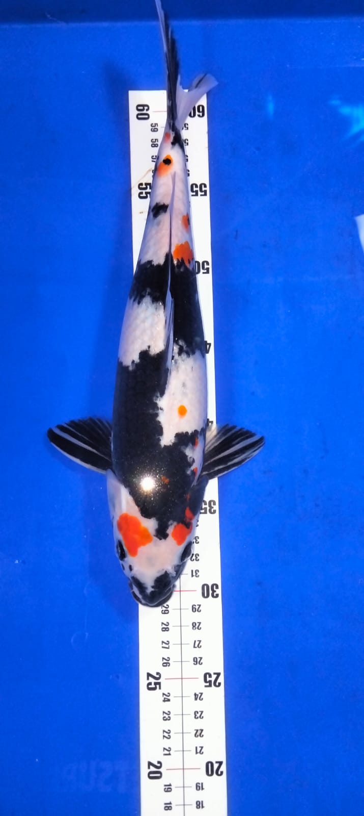 SHOWA 32cm