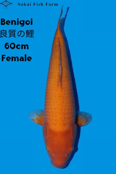 Ikan Koi BENIGOI 60cm, lelang koi BENIGOI 60cm, jual koi BENIGOI 60cm, beli koi BENIGOI 60cm, Lelang Koi Online, Jual Beli Ikan Koi, Pusat Jual Beli Koi, Info Lelang Koi Hari Ini, Platform Jual Beli Koi, Jual Beli Ikan Koi Online, Marketplace Ikan Koi, Jual Koi Terbaik, Tempat Beli Koi Berkualitas, Pasar Ikan Koi Online Terpercaya, Penjual Ikan Koi Terpercaya, Beli Koi Hias Online, Ikan Koi untuk Dijual, Koi Kualitas Terbaik, Toko Online Ikan Koi, Koi Hias Untuk Dijual, Jual Beli Ikan Koi Lokal, Koi Indonesia Online, Pusat Jual Beli Koi Terbesar