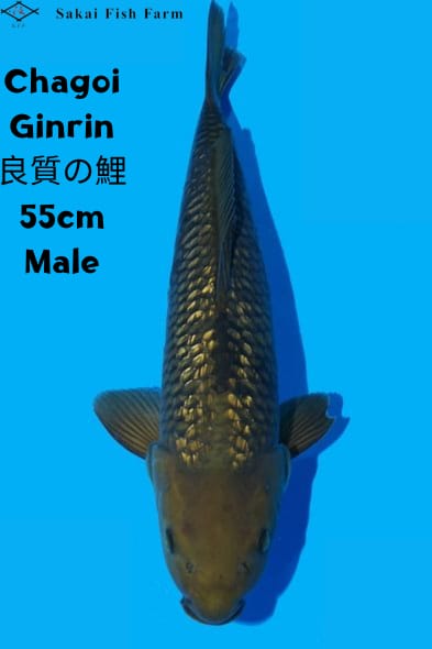 Ikan Koi CHAGOI GINRIN 55cm, lelang koi CHAGOI GINRIN 55cm, jual koi CHAGOI GINRIN 55cm, beli koi CHAGOI GINRIN 55cm, Lelang Koi Online, Jual Beli Ikan Koi, Pusat Jual Beli Koi, Info Lelang Koi Hari Ini, Platform Jual Beli Koi, Jual Beli Ikan Koi Online, Marketplace Ikan Koi, Jual Koi Terbaik, Tempat Beli Koi Berkualitas, Pasar Ikan Koi Online Terpercaya, Penjual Ikan Koi Terpercaya, Beli Koi Hias Online, Ikan Koi untuk Dijual, Koi Kualitas Terbaik, Toko Online Ikan Koi, Koi Hias Untuk Dijual, Jual Beli Ikan Koi Lokal, Koi Indonesia Online, Pusat Jual Beli Koi Terbesar