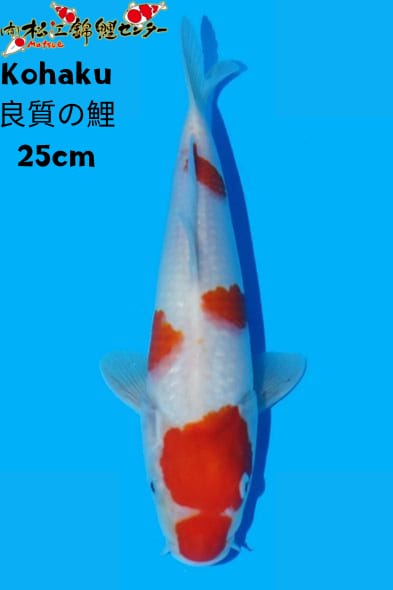 Ikan Koi KOHAKU 25cm, lelang koi KOHAKU 25cm, jual koi KOHAKU 25cm, beli koi KOHAKU 25cm, Lelang Koi Online, Jual Beli Ikan Koi, Pusat Jual Beli Koi, Info Lelang Koi Hari Ini, Platform Jual Beli Koi, Jual Beli Ikan Koi Online, Marketplace Ikan Koi, Jual Koi Terbaik, Tempat Beli Koi Berkualitas, Pasar Ikan Koi Online Terpercaya, Penjual Ikan Koi Terpercaya, Beli Koi Hias Online, Ikan Koi untuk Dijual, Koi Kualitas Terbaik, Toko Online Ikan Koi, Koi Hias Untuk Dijual, Jual Beli Ikan Koi Lokal, Koi Indonesia Online, Pusat Jual Beli Koi Terbesar