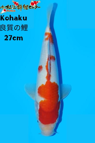 Ikan Koi KOHAKU 27cm, lelang koi KOHAKU 27cm, jual koi KOHAKU 27cm, beli koi KOHAKU 27cm, Lelang Koi Online, Jual Beli Ikan Koi, Pusat Jual Beli Koi, Info Lelang Koi Hari Ini, Platform Jual Beli Koi, Jual Beli Ikan Koi Online, Marketplace Ikan Koi, Jual Koi Terbaik, Tempat Beli Koi Berkualitas, Pasar Ikan Koi Online Terpercaya, Penjual Ikan Koi Terpercaya, Beli Koi Hias Online, Ikan Koi untuk Dijual, Koi Kualitas Terbaik, Toko Online Ikan Koi, Koi Hias Untuk Dijual, Jual Beli Ikan Koi Lokal, Koi Indonesia Online, Pusat Jual Beli Koi Terbesar