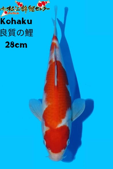 Ikan Koi KOHAKU 28cm, lelang koi KOHAKU 28cm, jual koi KOHAKU 28cm, beli koi KOHAKU 28cm, Lelang Koi Online, Jual Beli Ikan Koi, Pusat Jual Beli Koi, Info Lelang Koi Hari Ini, Platform Jual Beli Koi, Jual Beli Ikan Koi Online, Marketplace Ikan Koi, Jual Koi Terbaik, Tempat Beli Koi Berkualitas, Pasar Ikan Koi Online Terpercaya, Penjual Ikan Koi Terpercaya, Beli Koi Hias Online, Ikan Koi untuk Dijual, Koi Kualitas Terbaik, Toko Online Ikan Koi, Koi Hias Untuk Dijual, Jual Beli Ikan Koi Lokal, Koi Indonesia Online, Pusat Jual Beli Koi Terbesar