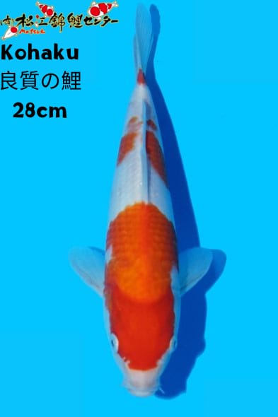 Ikan Koi KOHAKU 28cm, lelang koi KOHAKU 28cm, jual koi KOHAKU 28cm, beli koi KOHAKU 28cm, Lelang Koi Online, Jual Beli Ikan Koi, Pusat Jual Beli Koi, Info Lelang Koi Hari Ini, Platform Jual Beli Koi, Jual Beli Ikan Koi Online, Marketplace Ikan Koi, Jual Koi Terbaik, Tempat Beli Koi Berkualitas, Pasar Ikan Koi Online Terpercaya, Penjual Ikan Koi Terpercaya, Beli Koi Hias Online, Ikan Koi untuk Dijual, Koi Kualitas Terbaik, Toko Online Ikan Koi, Koi Hias Untuk Dijual, Jual Beli Ikan Koi Lokal, Koi Indonesia Online, Pusat Jual Beli Koi Terbesar