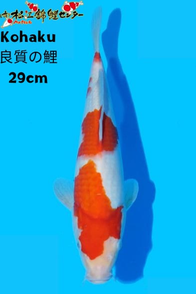 Ikan Koi KOHAKU 29cm, lelang koi KOHAKU 29cm, jual koi KOHAKU 29cm, beli koi KOHAKU 29cm, Lelang Koi Online, Jual Beli Ikan Koi, Pusat Jual Beli Koi, Info Lelang Koi Hari Ini, Platform Jual Beli Koi, Jual Beli Ikan Koi Online, Marketplace Ikan Koi, Jual Koi Terbaik, Tempat Beli Koi Berkualitas, Pasar Ikan Koi Online Terpercaya, Penjual Ikan Koi Terpercaya, Beli Koi Hias Online, Ikan Koi untuk Dijual, Koi Kualitas Terbaik, Toko Online Ikan Koi, Koi Hias Untuk Dijual, Jual Beli Ikan Koi Lokal, Koi Indonesia Online, Pusat Jual Beli Koi Terbesar