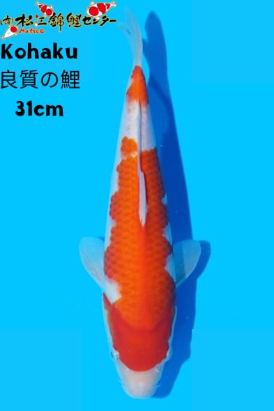 Ikan Koi KOHAKU 31cm, lelang koi KOHAKU 31cm, jual koi KOHAKU 31cm, beli koi KOHAKU 31cm, Lelang Koi Online, Jual Beli Ikan Koi, Pusat Jual Beli Koi, Info Lelang Koi Hari Ini, Platform Jual Beli Koi, Jual Beli Ikan Koi Online, Marketplace Ikan Koi, Jual Koi Terbaik, Tempat Beli Koi Berkualitas, Pasar Ikan Koi Online Terpercaya, Penjual Ikan Koi Terpercaya, Beli Koi Hias Online, Ikan Koi untuk Dijual, Koi Kualitas Terbaik, Toko Online Ikan Koi, Koi Hias Untuk Dijual, Jual Beli Ikan Koi Lokal, Koi Indonesia Online, Pusat Jual Beli Koi Terbesar