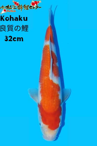 Ikan Koi KOHAKU 32cm, lelang koi KOHAKU 32cm, jual koi KOHAKU 32cm, beli koi KOHAKU 32cm, Lelang Koi Online, Jual Beli Ikan Koi, Pusat Jual Beli Koi, Info Lelang Koi Hari Ini, Platform Jual Beli Koi, Jual Beli Ikan Koi Online, Marketplace Ikan Koi, Jual Koi Terbaik, Tempat Beli Koi Berkualitas, Pasar Ikan Koi Online Terpercaya, Penjual Ikan Koi Terpercaya, Beli Koi Hias Online, Ikan Koi untuk Dijual, Koi Kualitas Terbaik, Toko Online Ikan Koi, Koi Hias Untuk Dijual, Jual Beli Ikan Koi Lokal, Koi Indonesia Online, Pusat Jual Beli Koi Terbesar