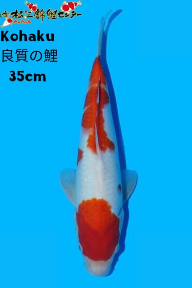 Ikan Koi KOHAKU 35cm, lelang koi KOHAKU 35cm, jual koi KOHAKU 35cm, beli koi KOHAKU 35cm, Lelang Koi Online, Jual Beli Ikan Koi, Pusat Jual Beli Koi, Info Lelang Koi Hari Ini, Platform Jual Beli Koi, Jual Beli Ikan Koi Online, Marketplace Ikan Koi, Jual Koi Terbaik, Tempat Beli Koi Berkualitas, Pasar Ikan Koi Online Terpercaya, Penjual Ikan Koi Terpercaya, Beli Koi Hias Online, Ikan Koi untuk Dijual, Koi Kualitas Terbaik, Toko Online Ikan Koi, Koi Hias Untuk Dijual, Jual Beli Ikan Koi Lokal, Koi Indonesia Online, Pusat Jual Beli Koi Terbesar